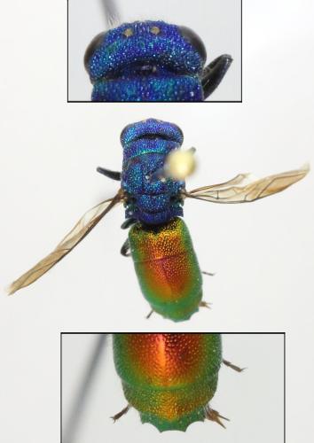 Réf. 349 101 : Chrysis terminata